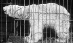 Белый медведь Свердловского зоопарка. 1935 г. 