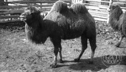 Верблюд Свердловского зоопарка. 1935 г. 